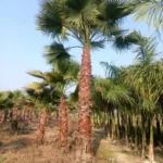 Palm, UAE palm supplier, best palm